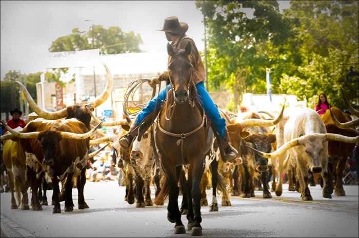Cattle drive on Bandera street
